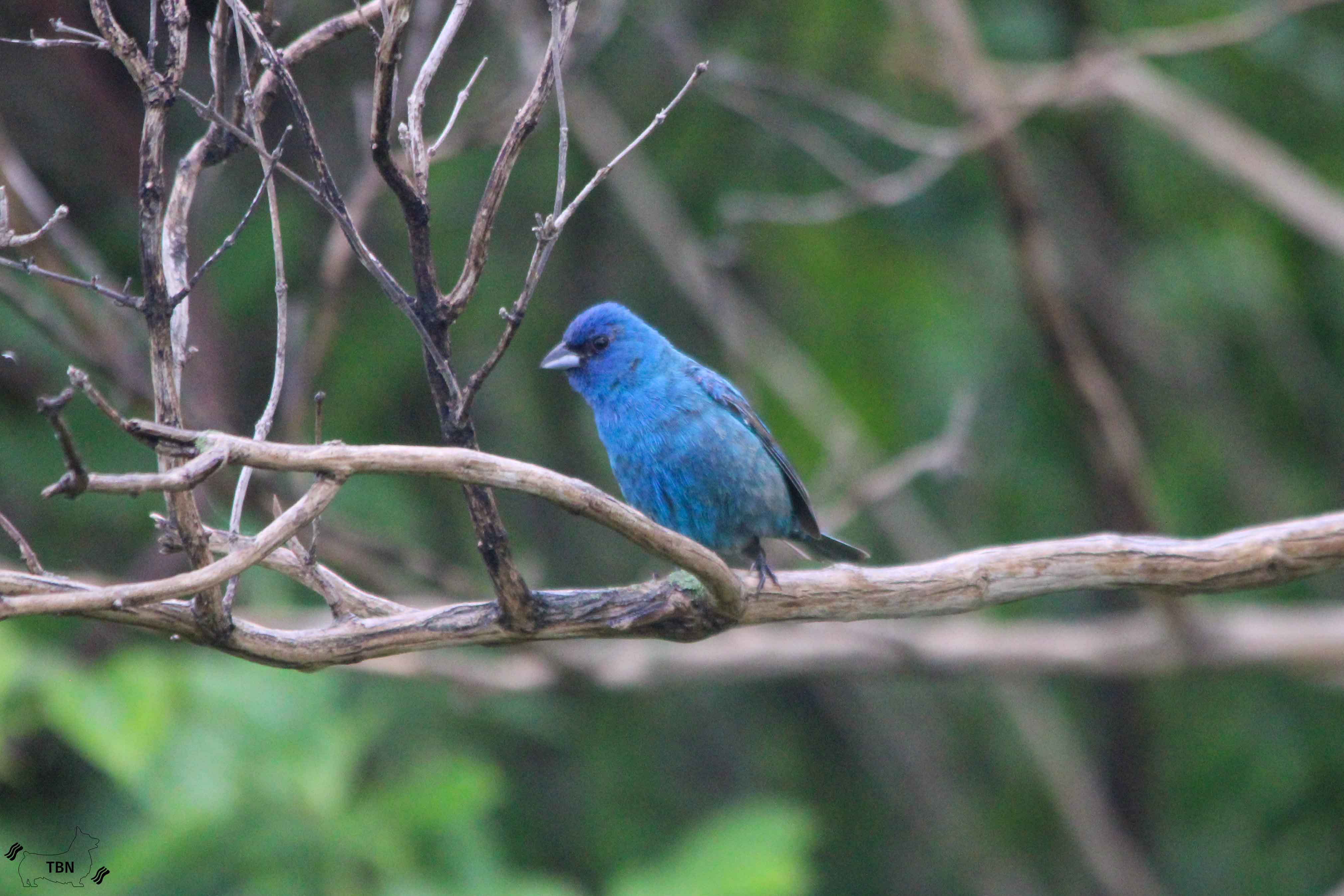 Indigo Bunting